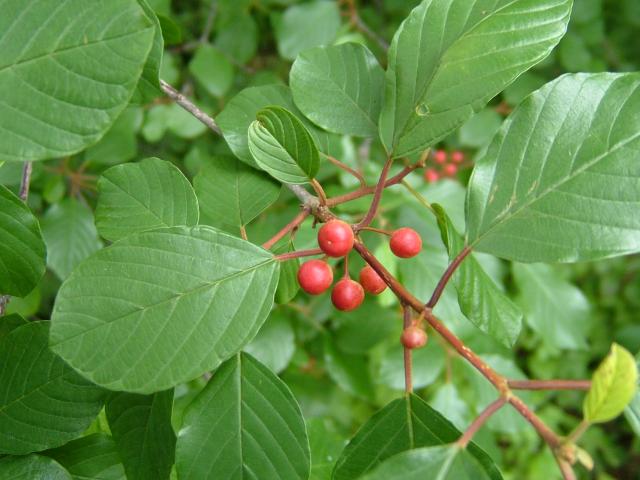 Alder buckthorn
